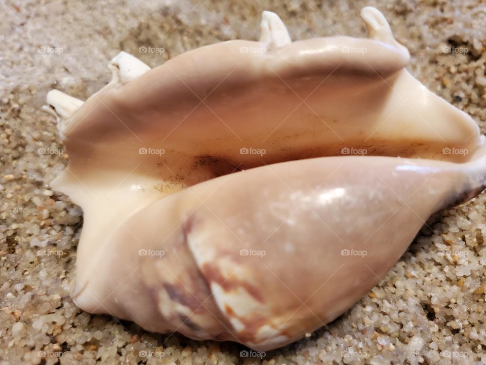 Conch Shell on the Sand