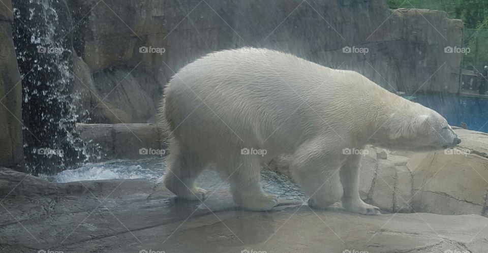 polar bear walking away