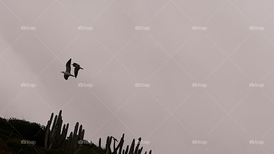 Gaivotas sobrevoando as pedras do pesqueiro, na praia das conchas, Peró, Cabo Frio, Rio de Janeiro, Brasil.