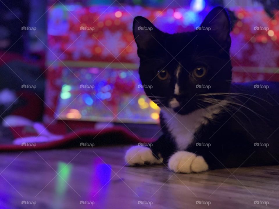 Adorable black and white tuxedo kitten surrounded by presents under the Christmas tree 