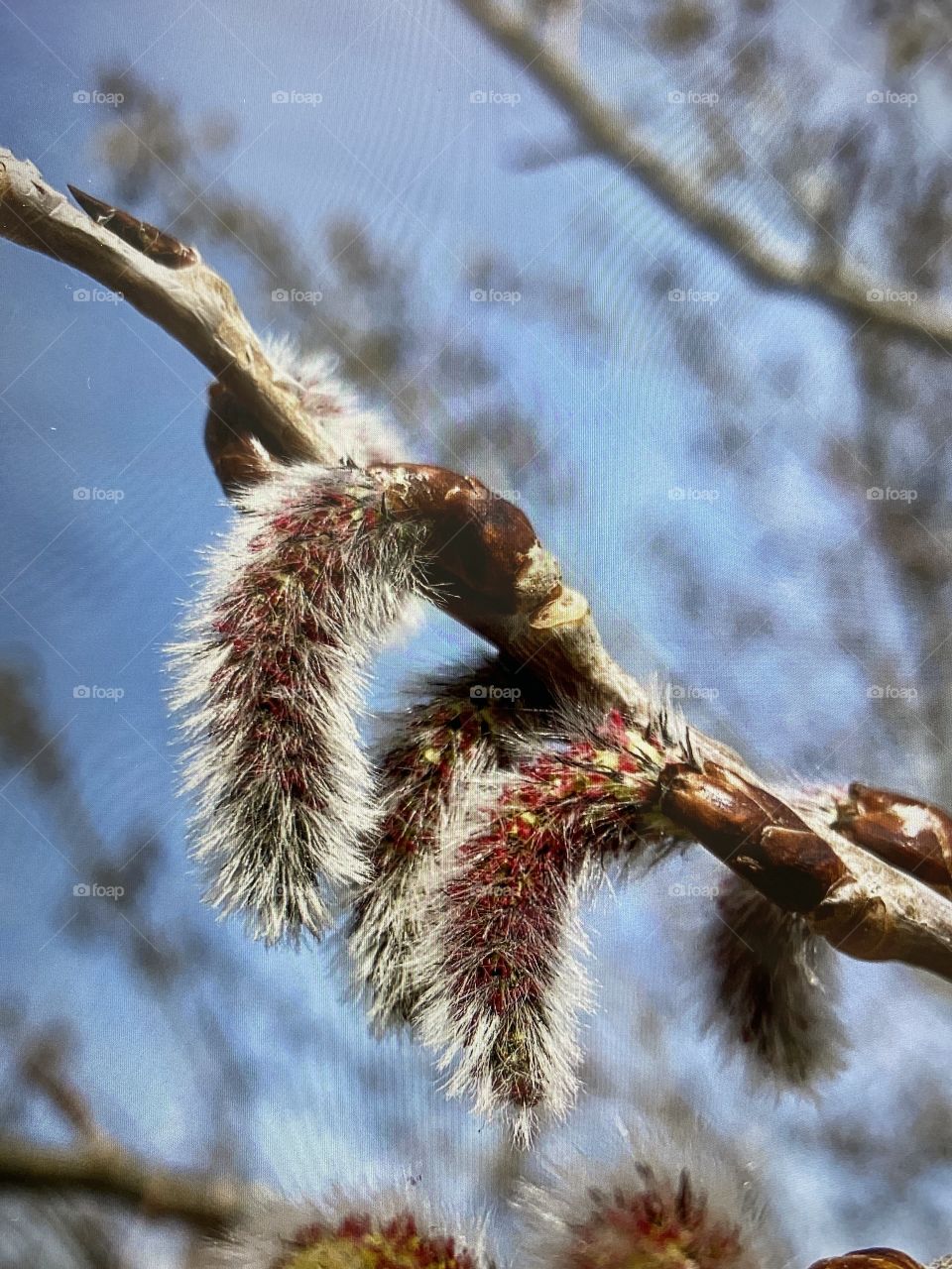 European aspen in Spring 