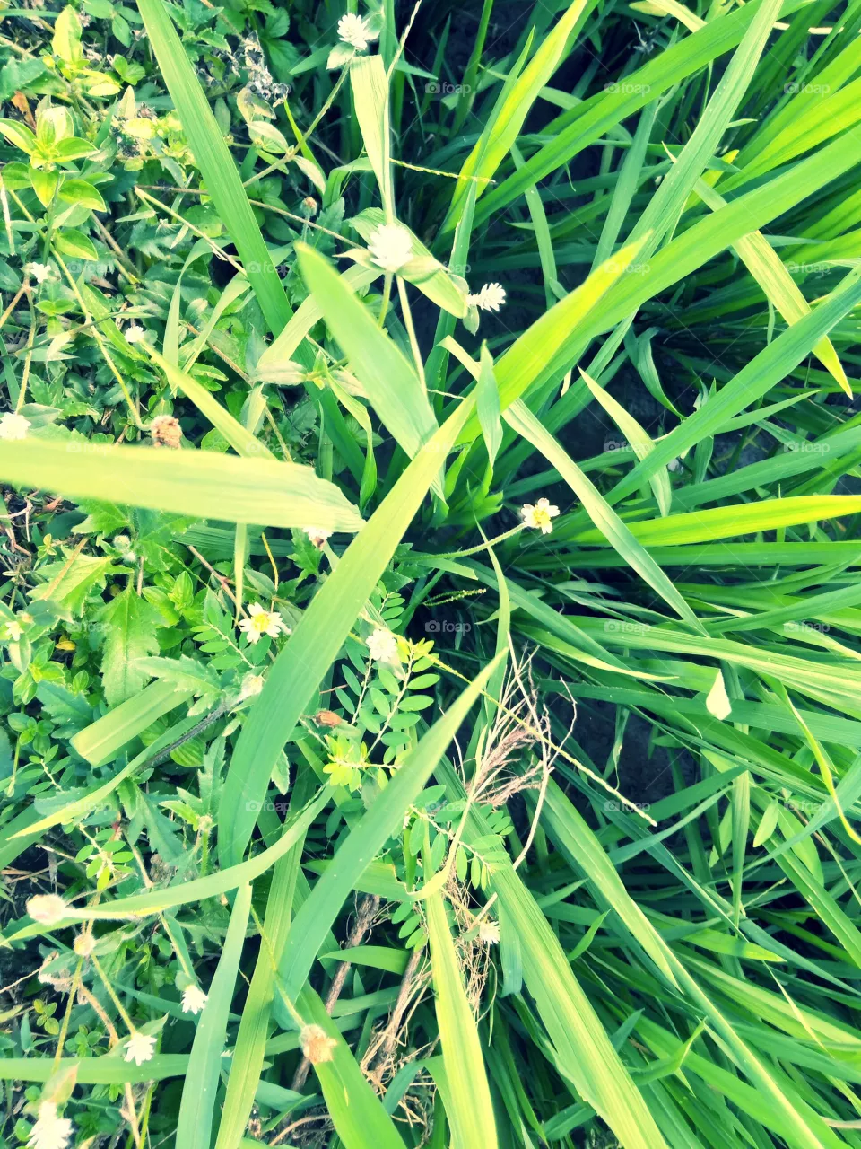 Grass