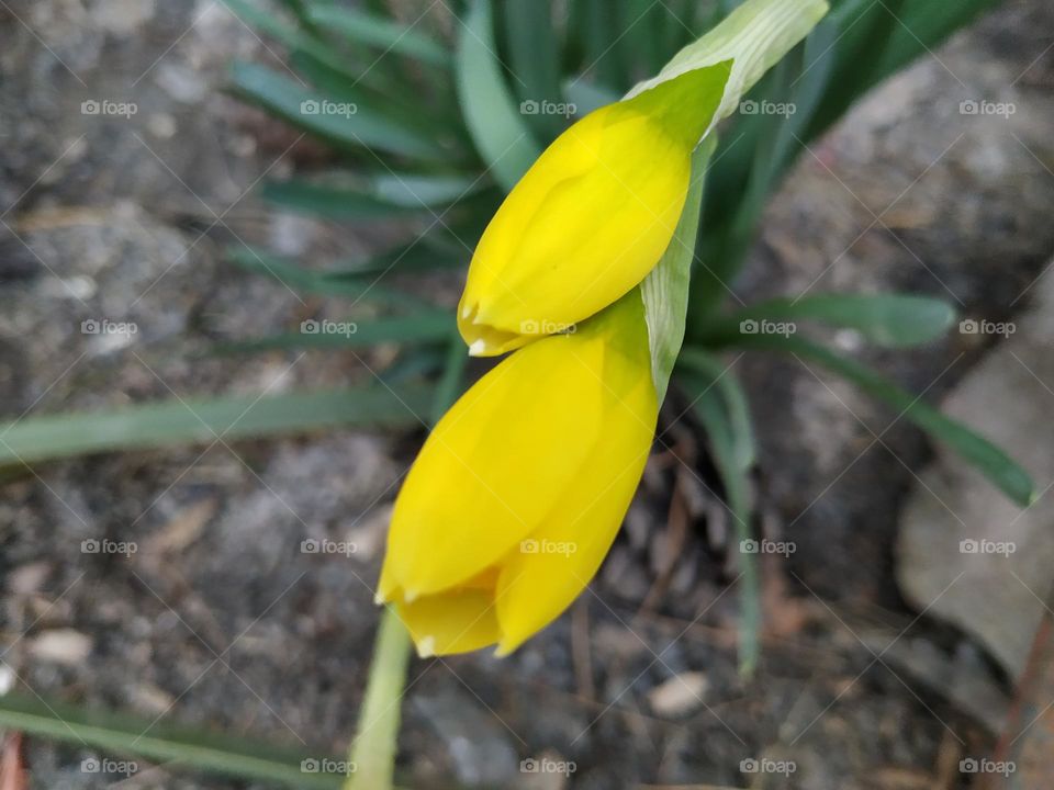 yellow narcissus