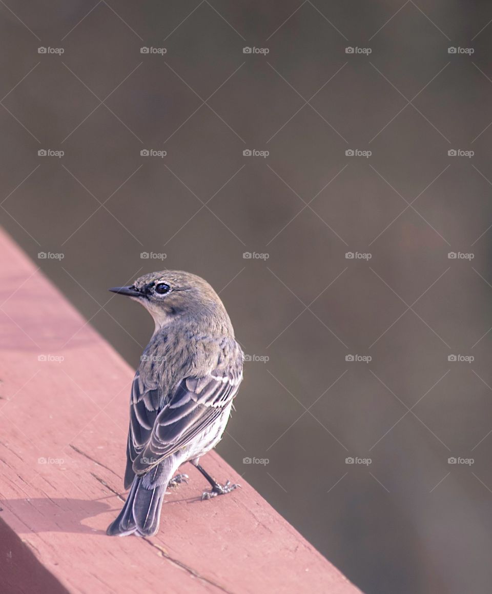 Finch standing on deck