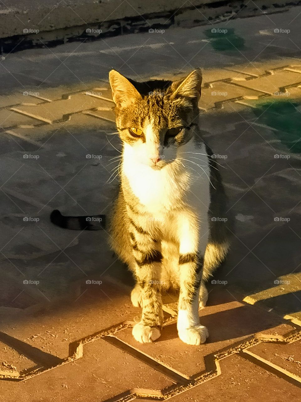 A cat seen the schoolyard.It stands in a majestic way,so I decide to take a shot of it.
