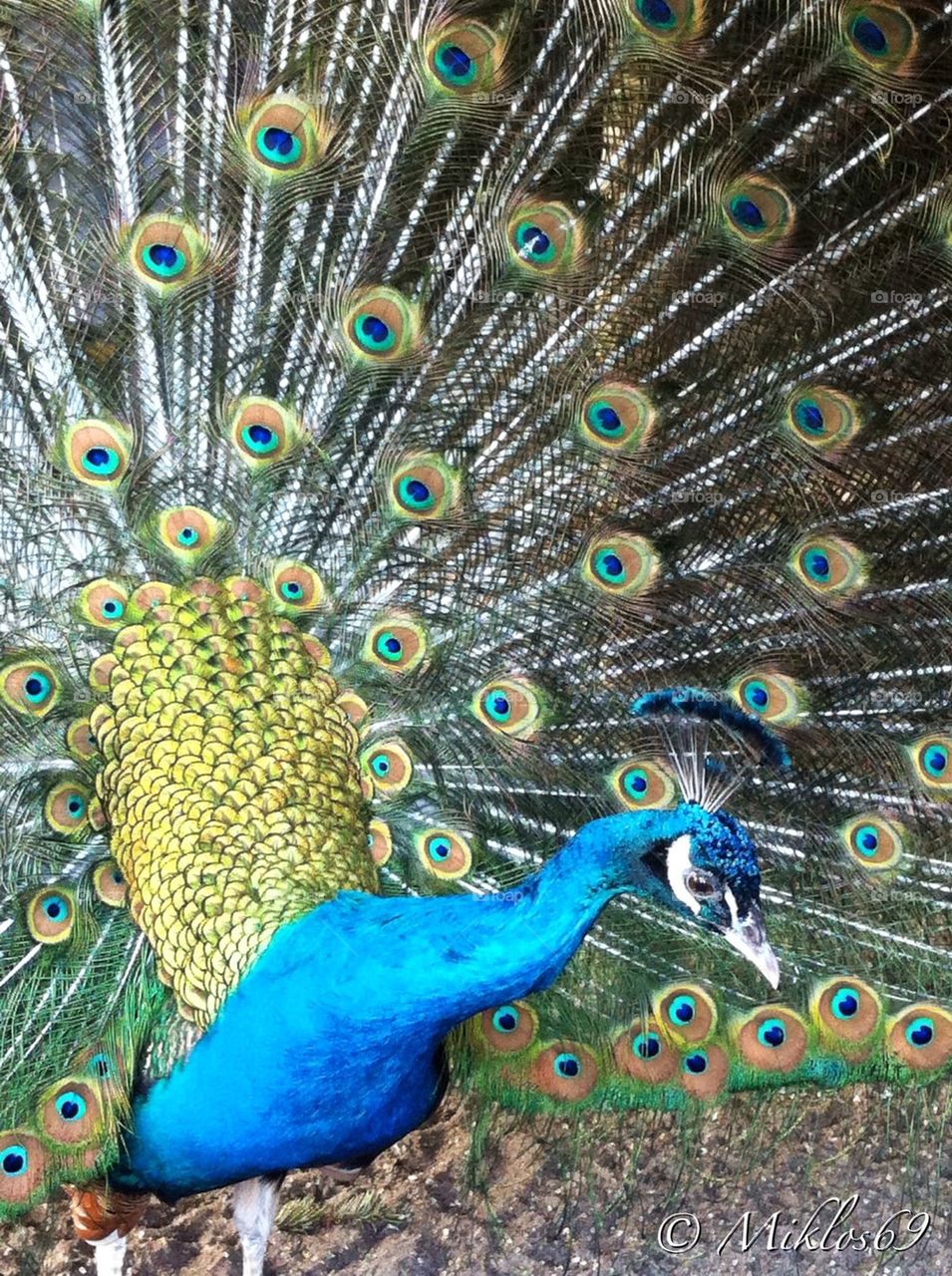 peacock