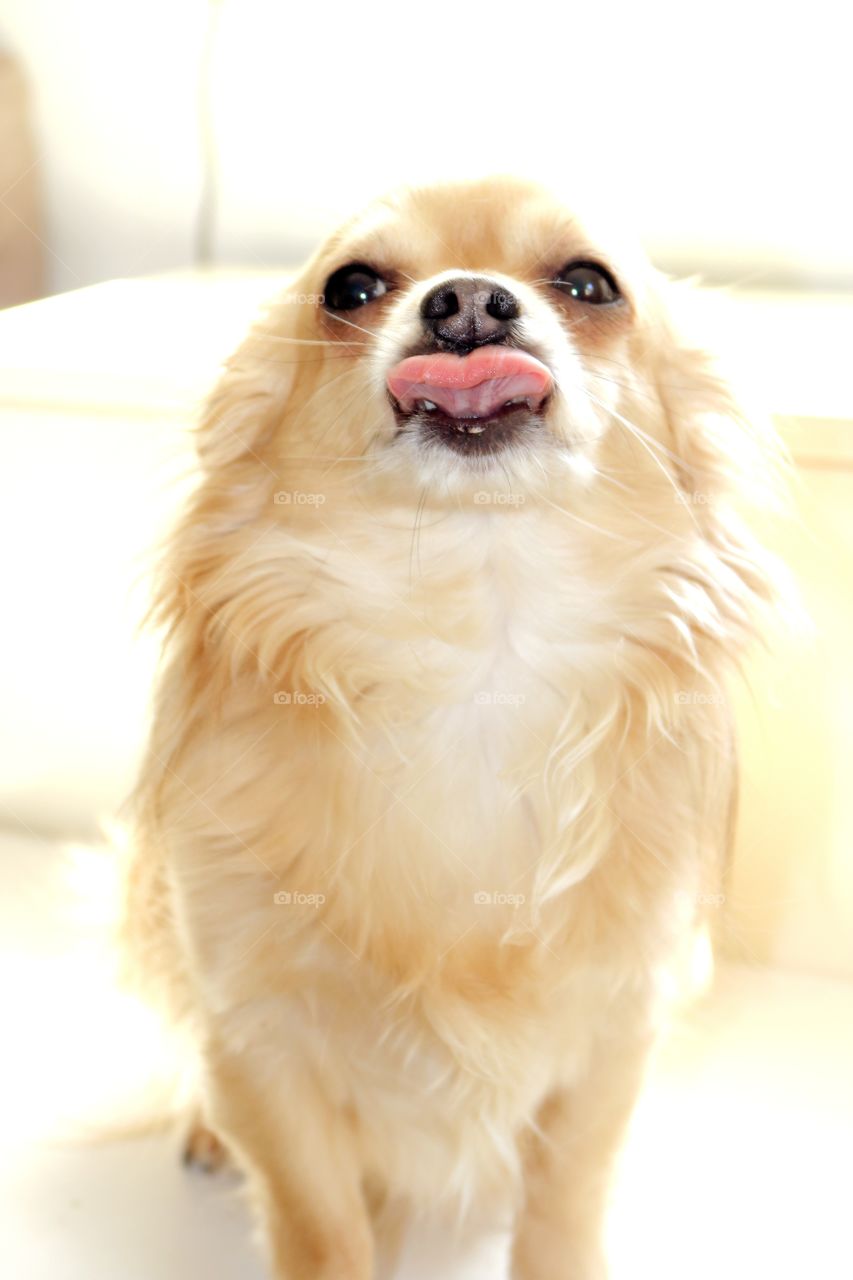 boy chihuahua papillon, crème,  mon joli cookie, grosse leche