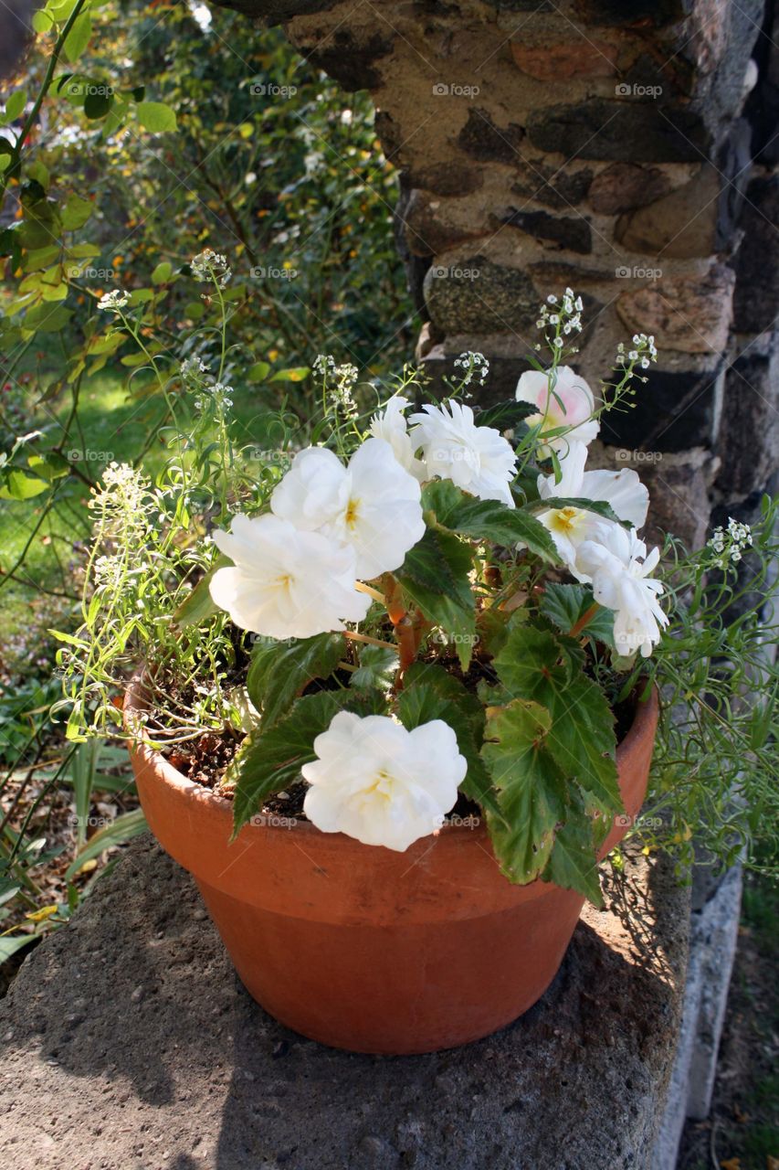 White begonia in bloom