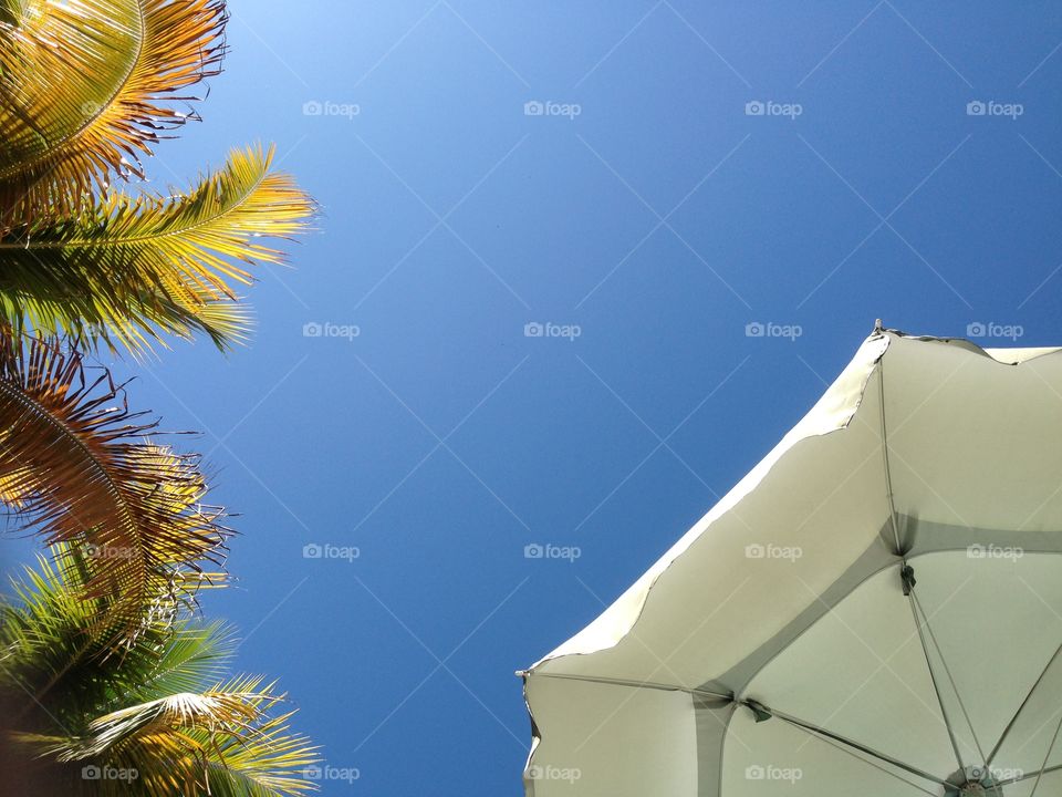 Low angle view of palm trees and beach umbrella