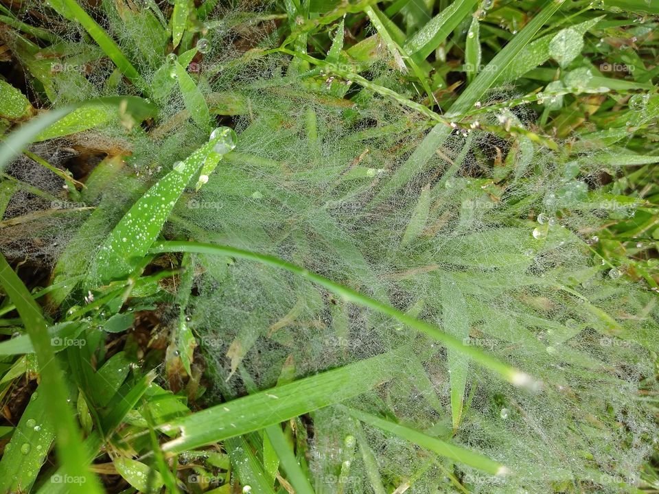 early in the morning, there's no telling what you'll find.. webs full of dew..
