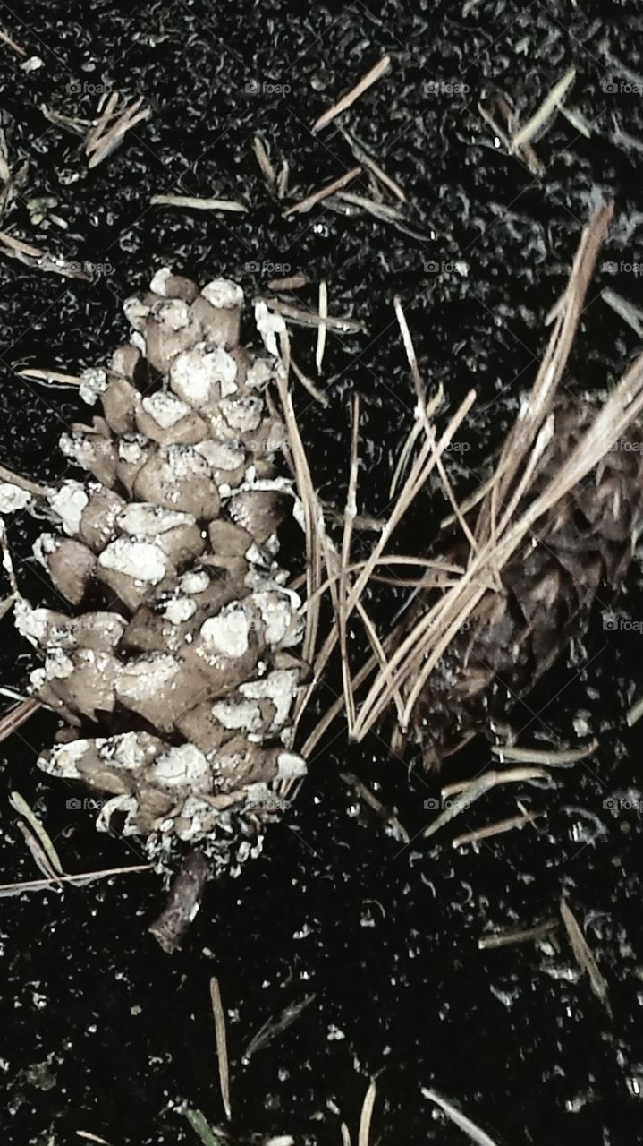 pinecone in sepia