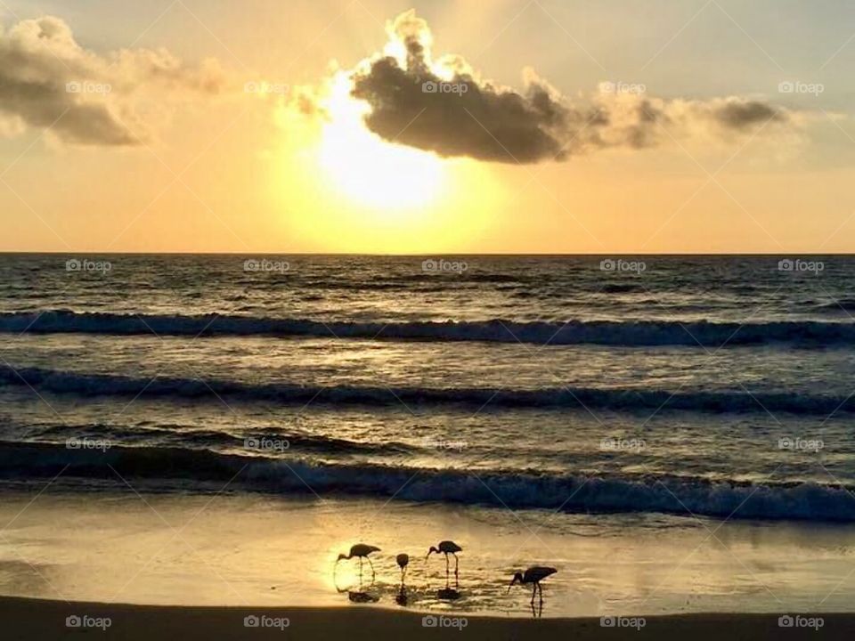 Ibis. Birds. Sunrise. Golden. Reflection. Beach
