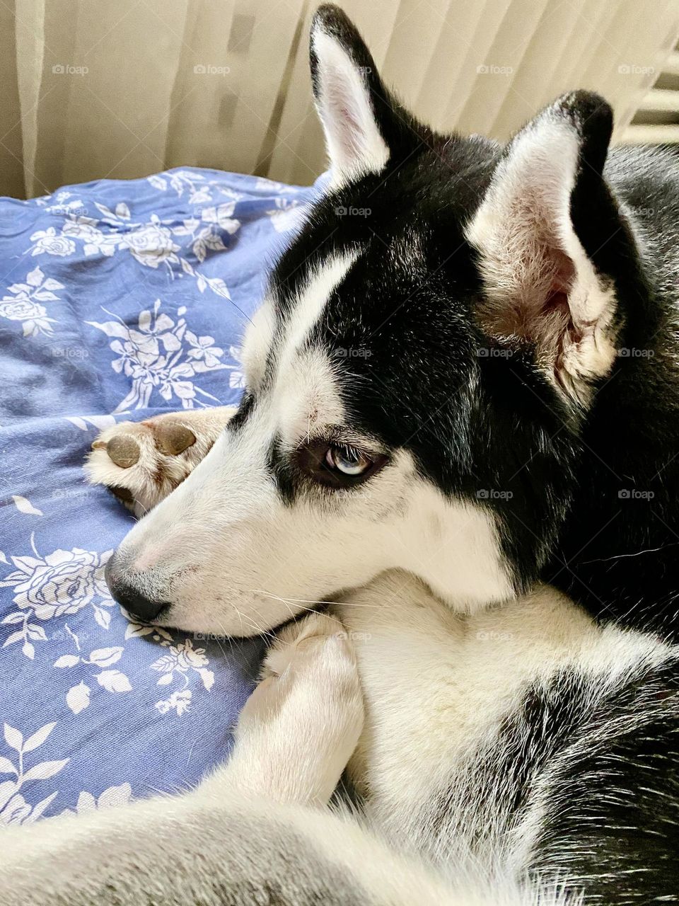 The photo shows a dog lying on a bed. The dog's gaze is directed to the side, which gives the impression that it is thinking about something important.