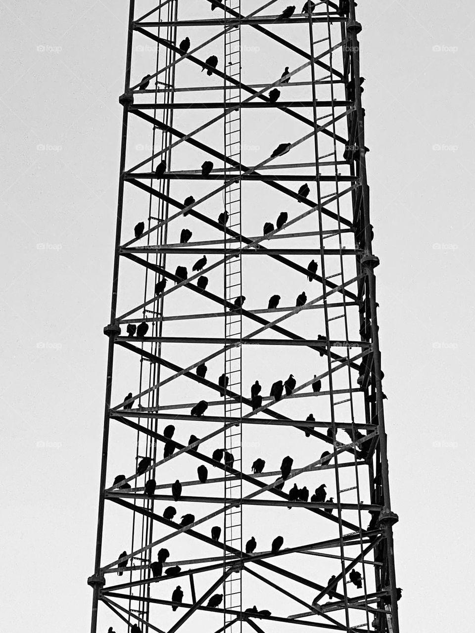 Texas birds on the tower