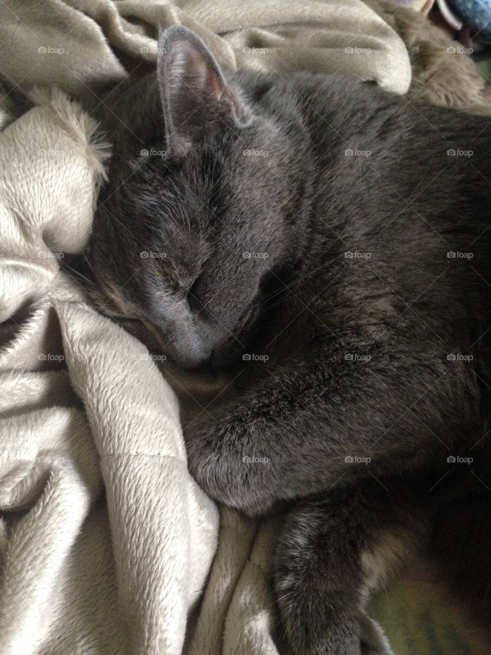 Kitty Love. Kitty snuggles are adorable with this Russian Blue. 
