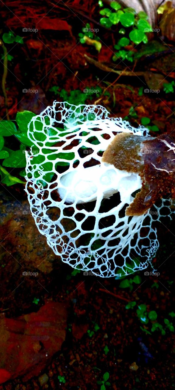 naturelove, mushroom