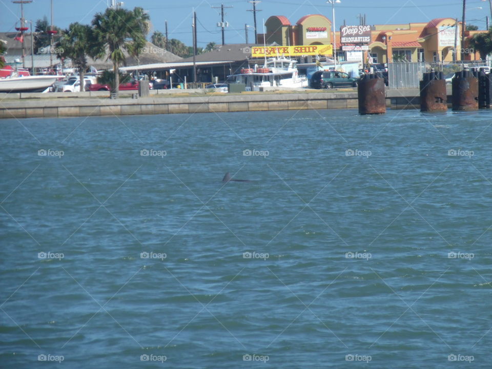 dolphin 🐬 fin. This is another picture of a dolphin 🐬 that I saw while visiting the Gulf of Mexico