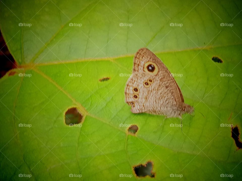 Butterfly ecology
