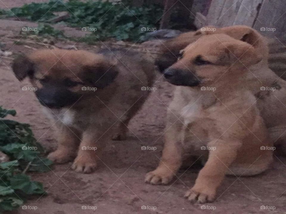 3 little puppies