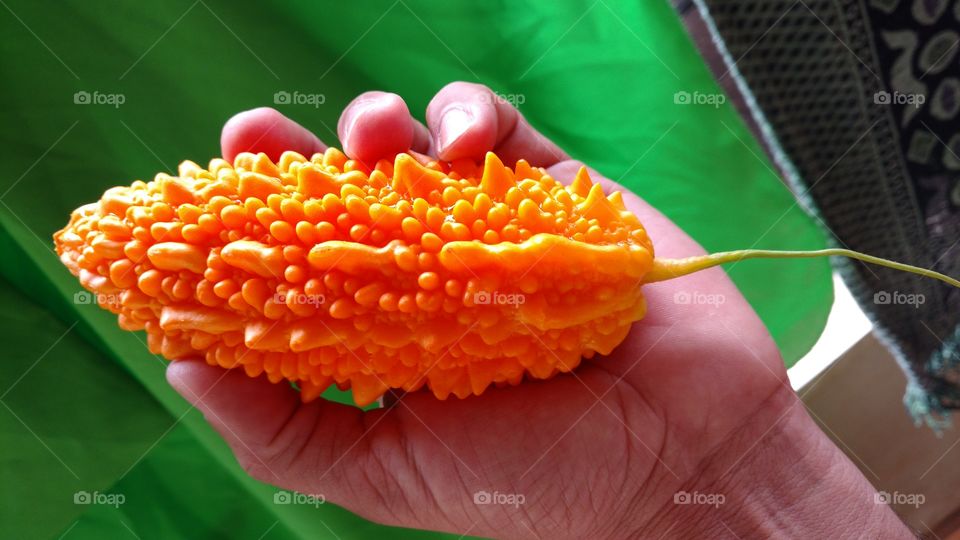 Fruto muito amargo: São Caetano. Usado em culinária.