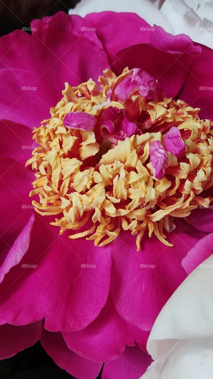 peony