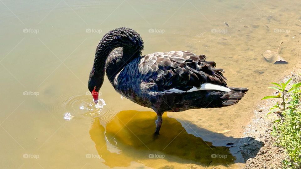 black swan on the lake