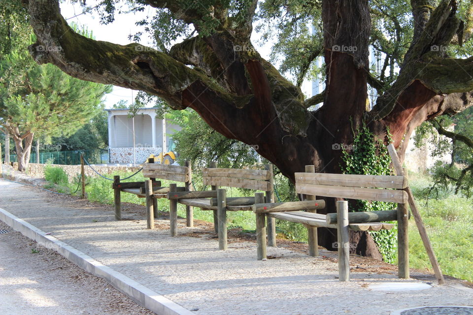 Wood Bench and Tree in the countryside