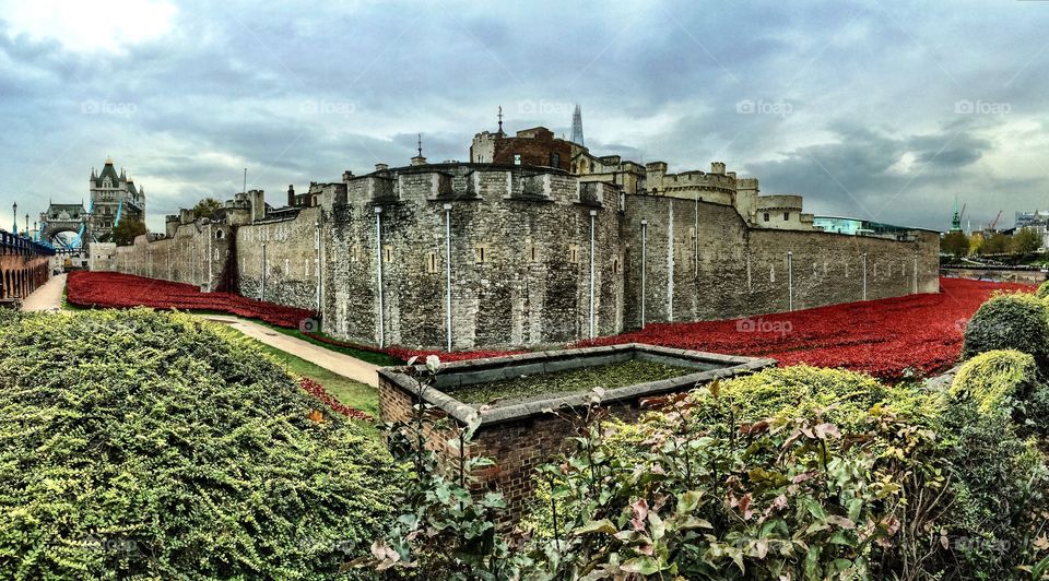 Tower Hill. Amazing to capture the beauty that was the poppies display at tower hill