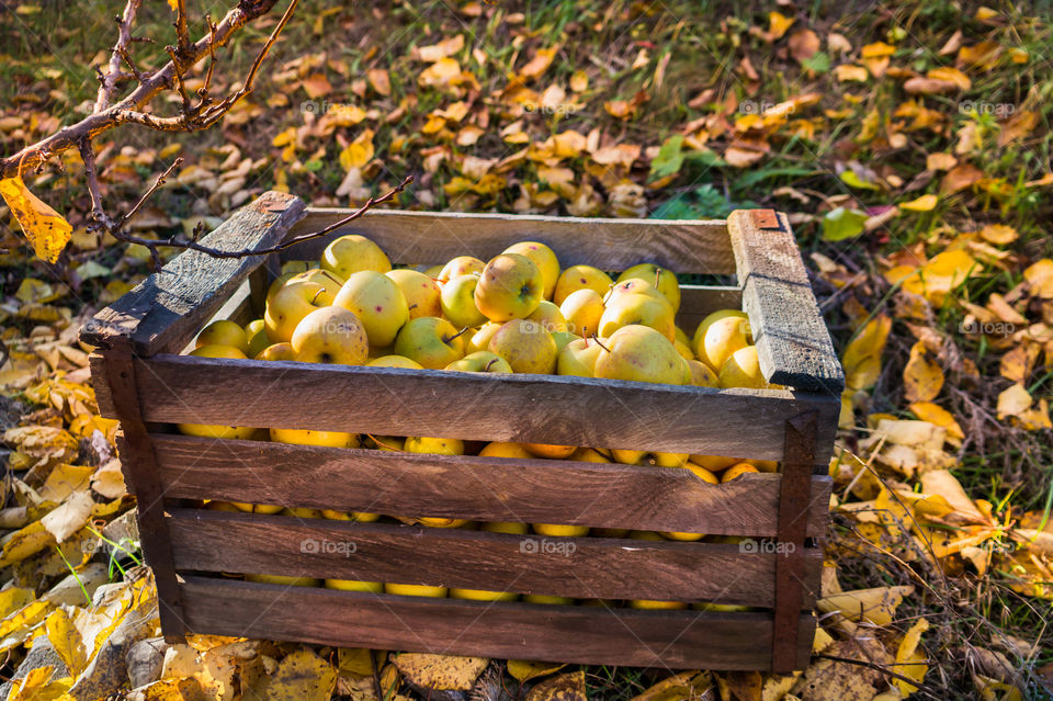 Harvest ripe juicy and tasty apples. Harvested juicy apples from fertile trees.