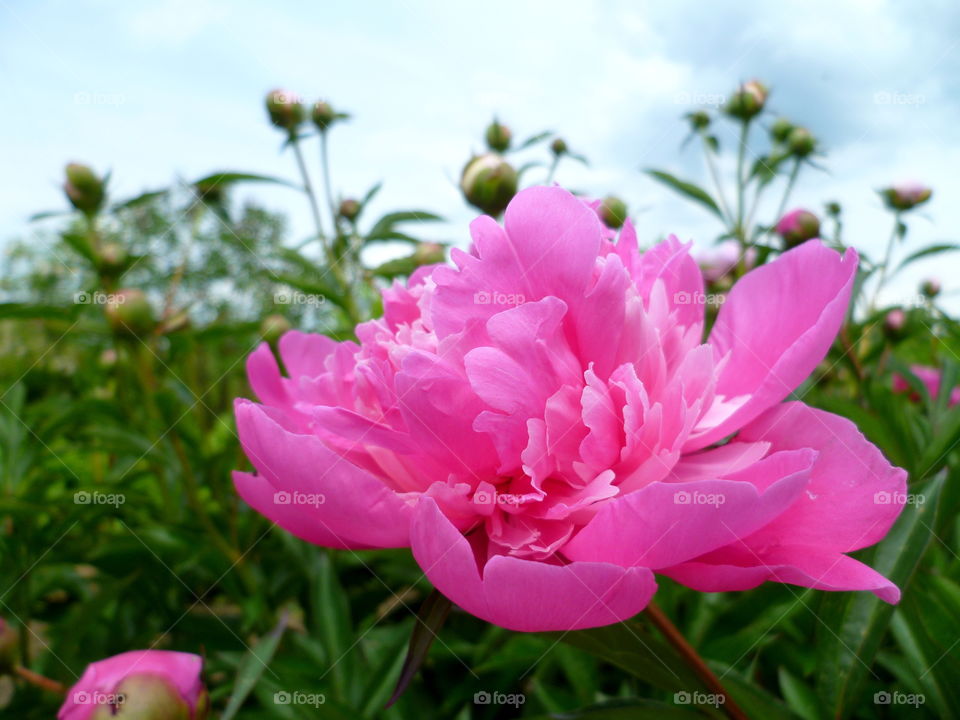 Blooming pink flower in the garden