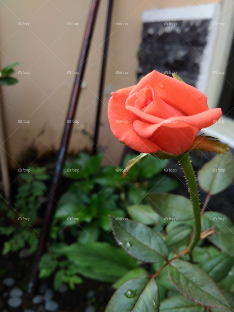 Flower, No Person, Leaf, Rose, Nature