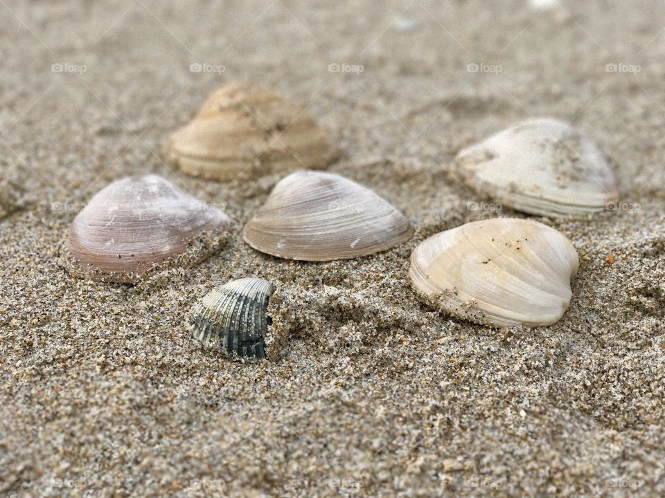 Shells at Canaveral National Seashore Playalinda Beach Florida 