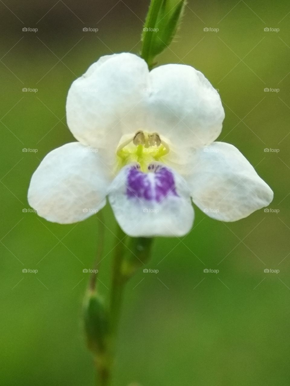 white and purple Flower
