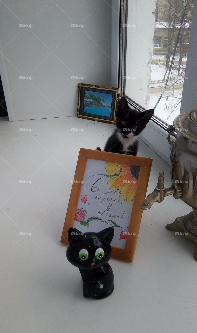 кошки.животные.любимцы.