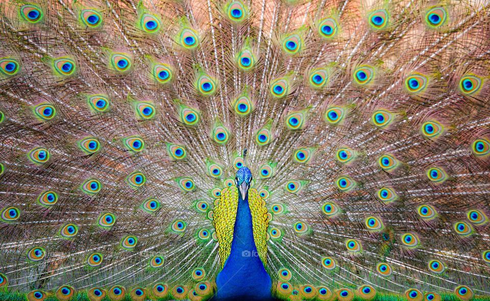 peacock in its most majestic beauty