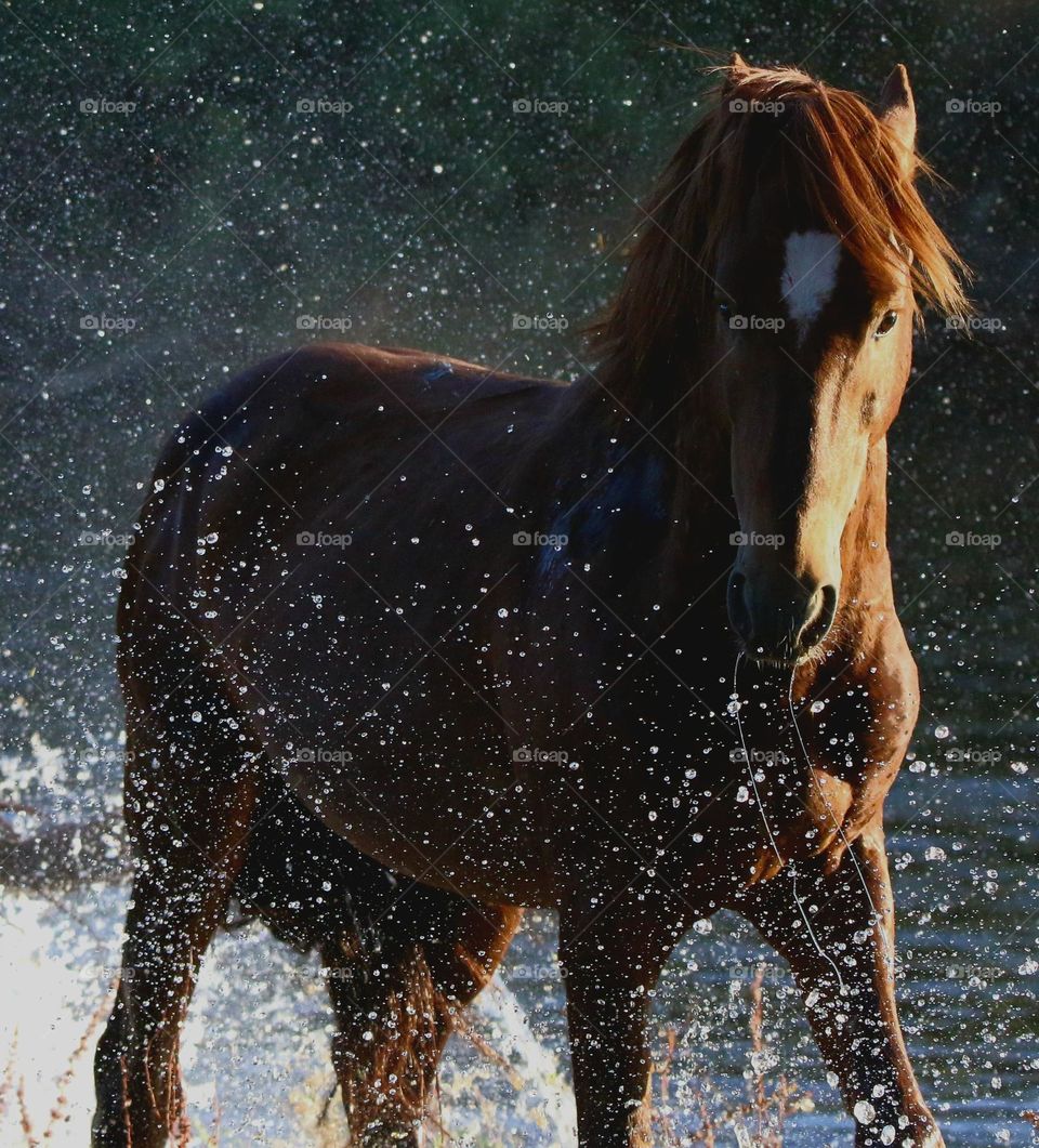 Wild Stallion Making a Splash