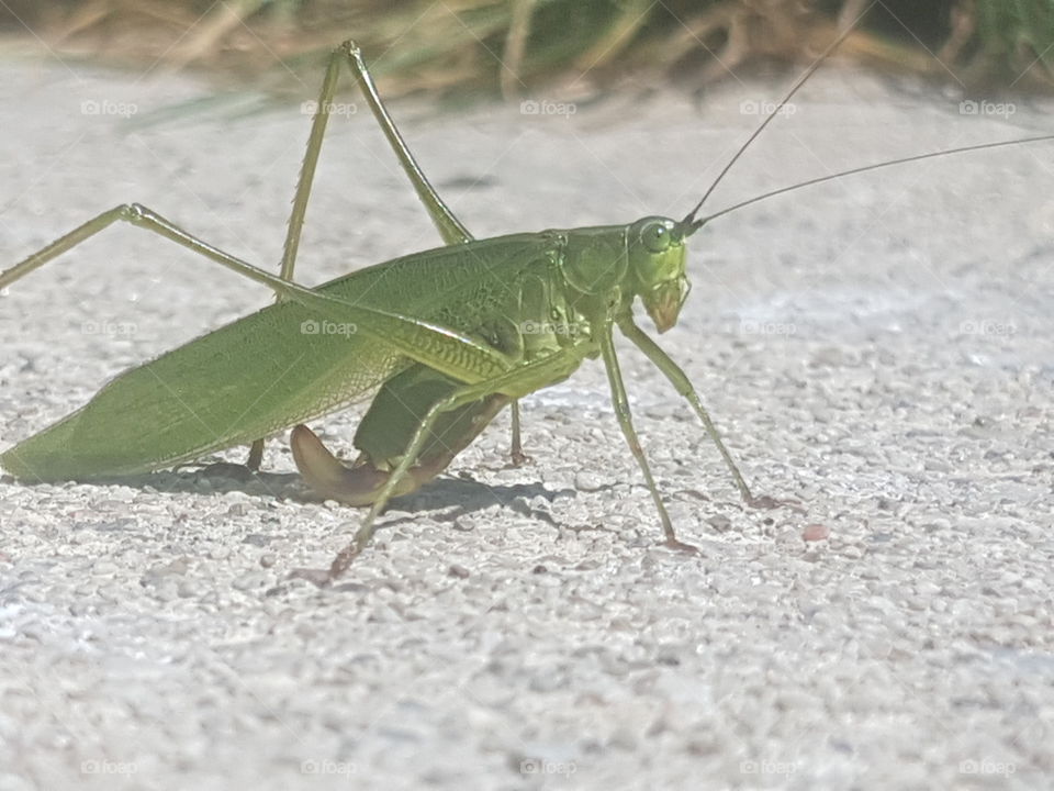 cricket close up