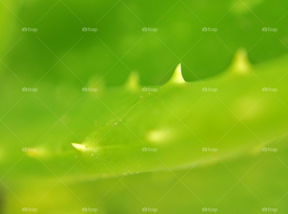 Close up of green aloevera leaf with small thorn