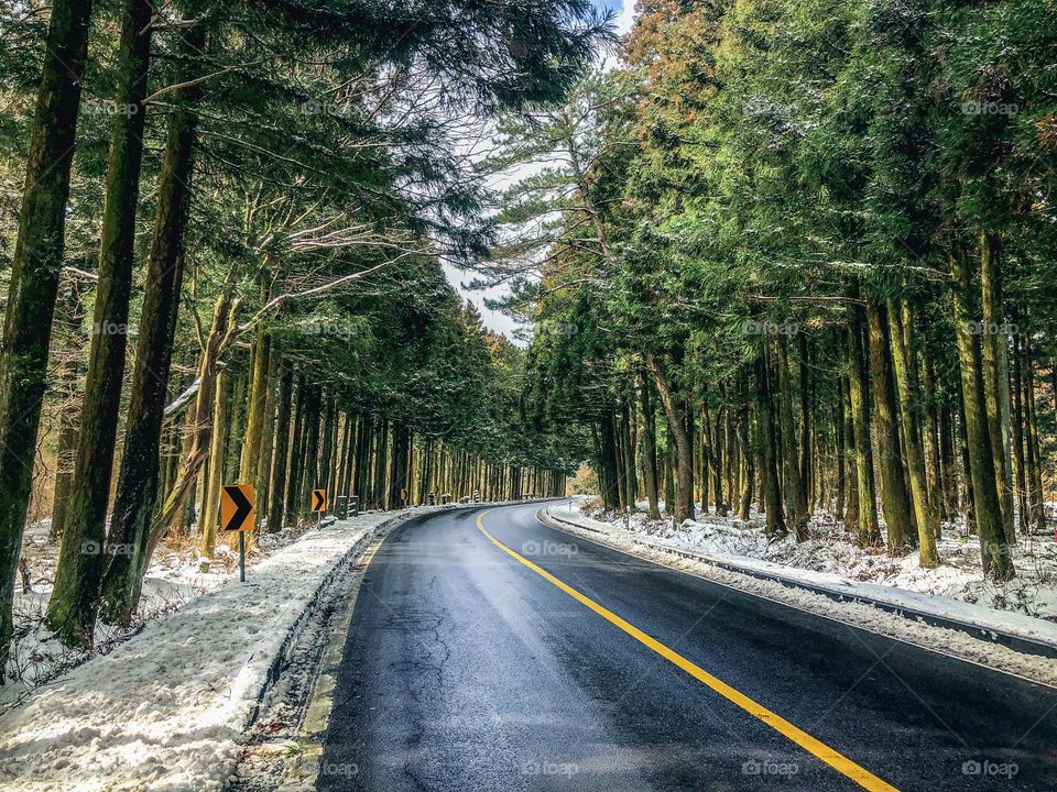 The road in a winter forest without cars. Jeju Island, South Korea