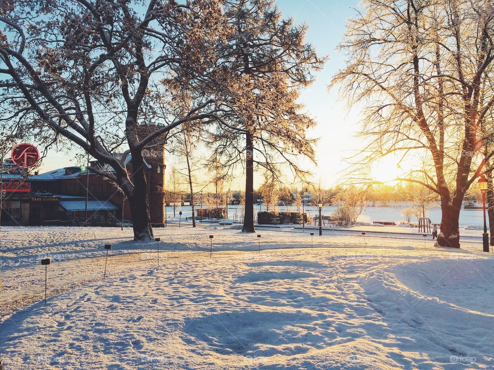 Tree, Winter, Snow, Landscape, Park