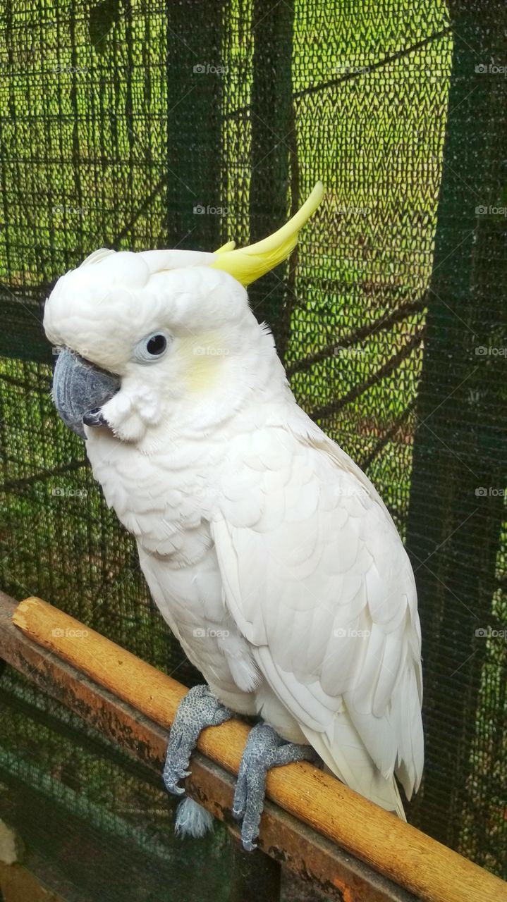 This cute parrot said "Hello!" to me. She is so cute and adorable!
