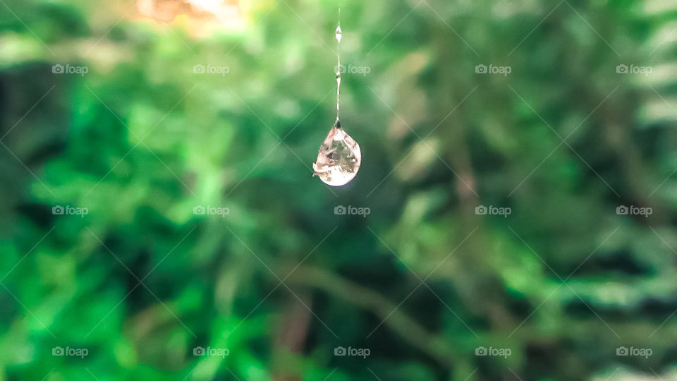 dew drop hanging from spider web