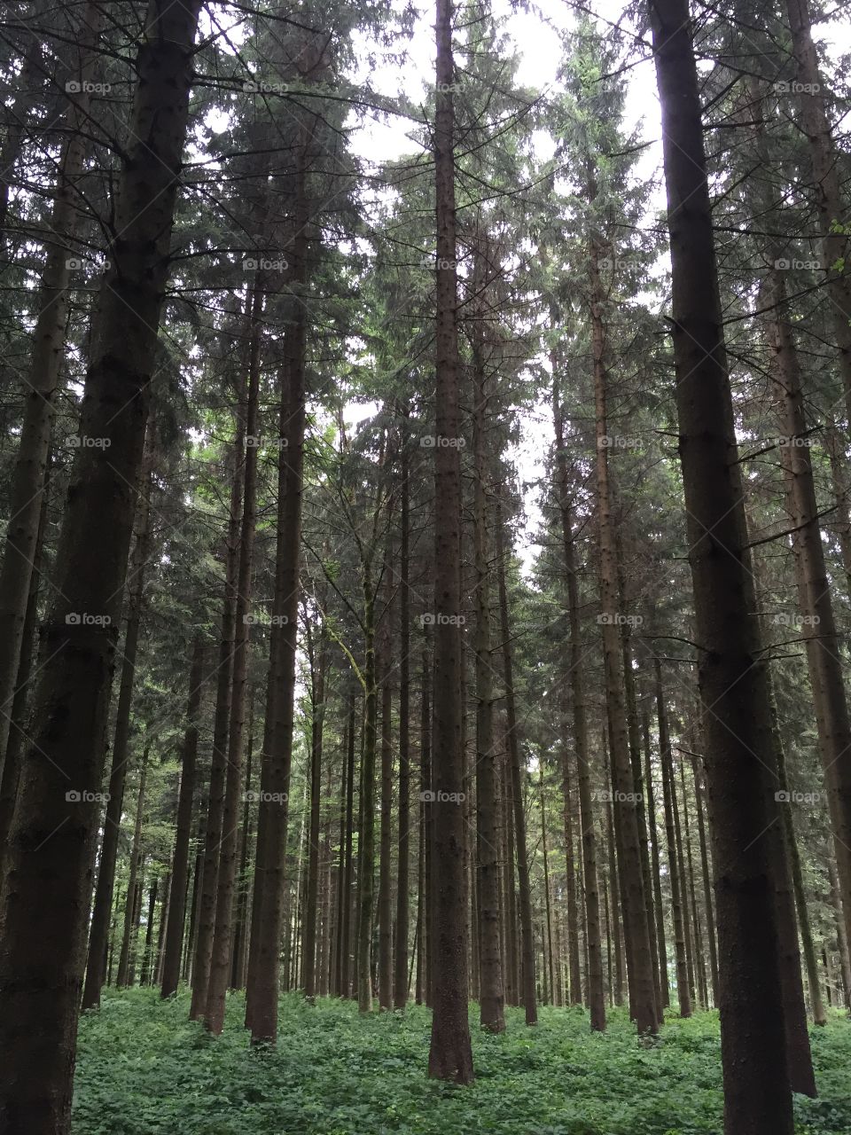 Trees in the Black Forest in Germany