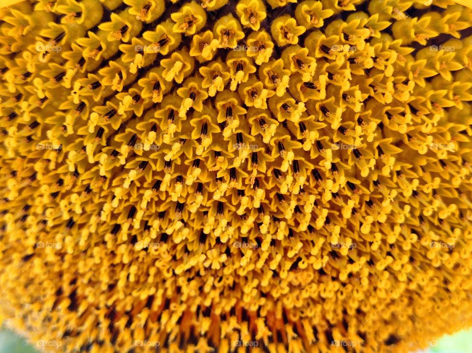 The sunflower is in bloom. Close-up.