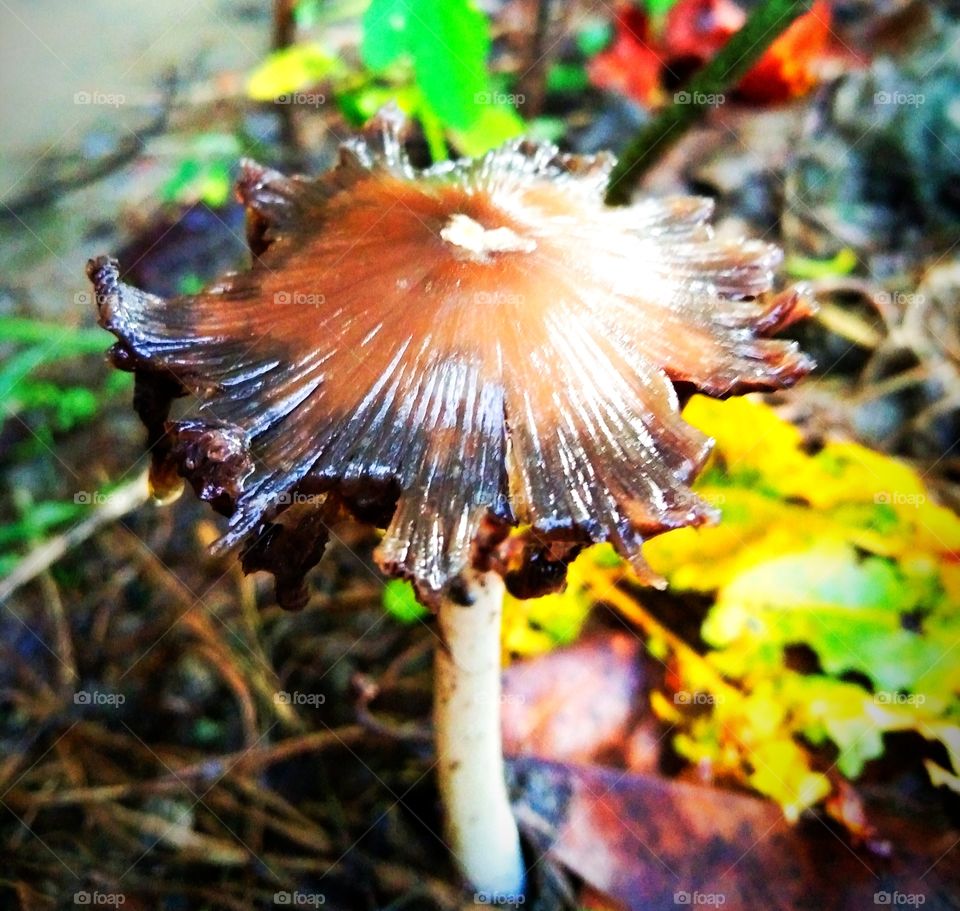 A Very Beautiful Pic of Mushroom.