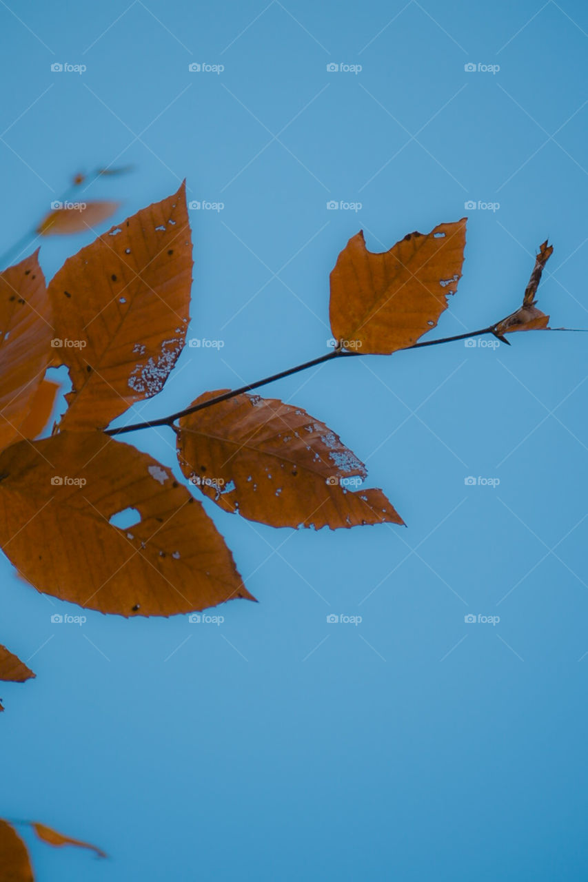 Who’s excited for fall this year? I AM! Fall is my favorite season! Everywhere here in New Hampshire becomes photogenic! 