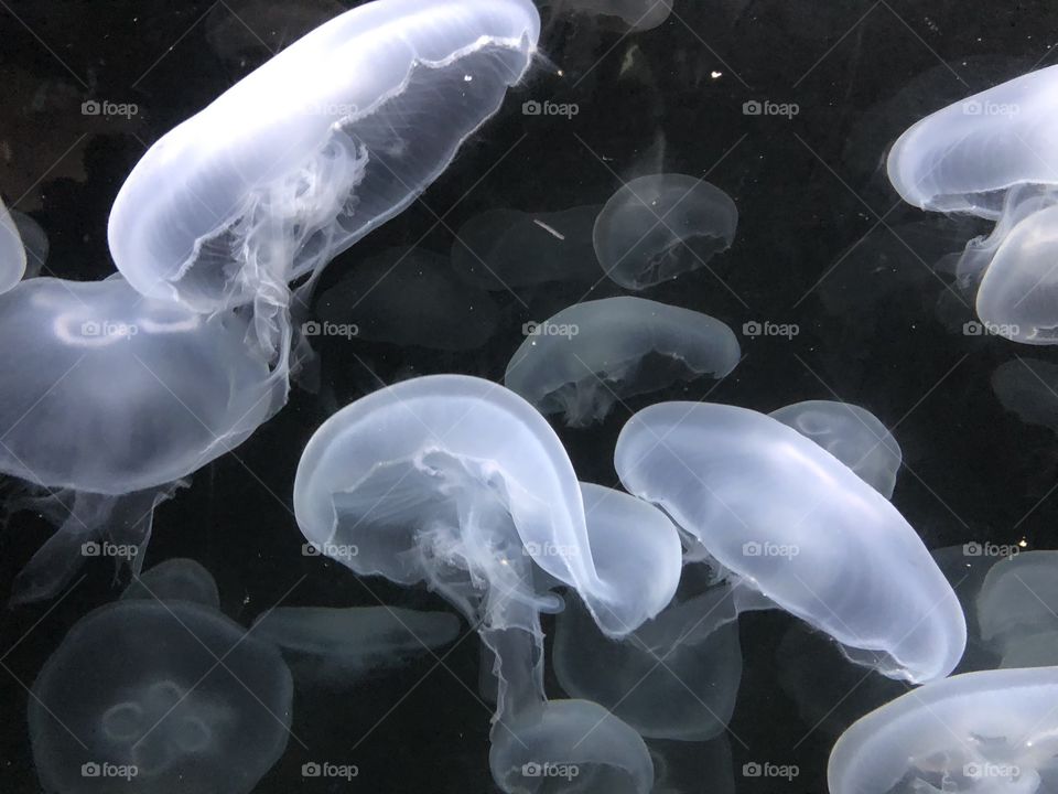 Jellyfish floating through the water