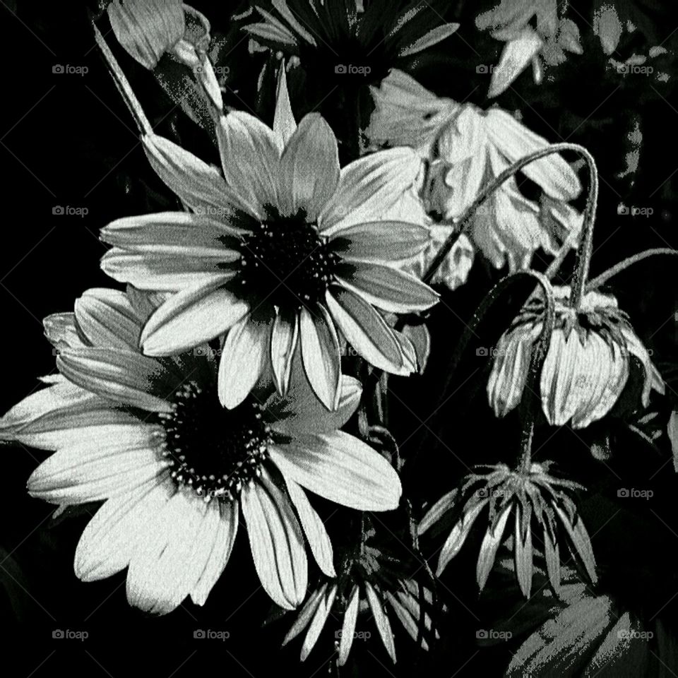 fragility. black and white