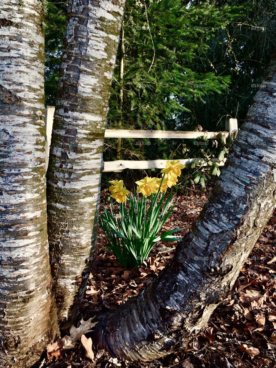 Spring daffodils