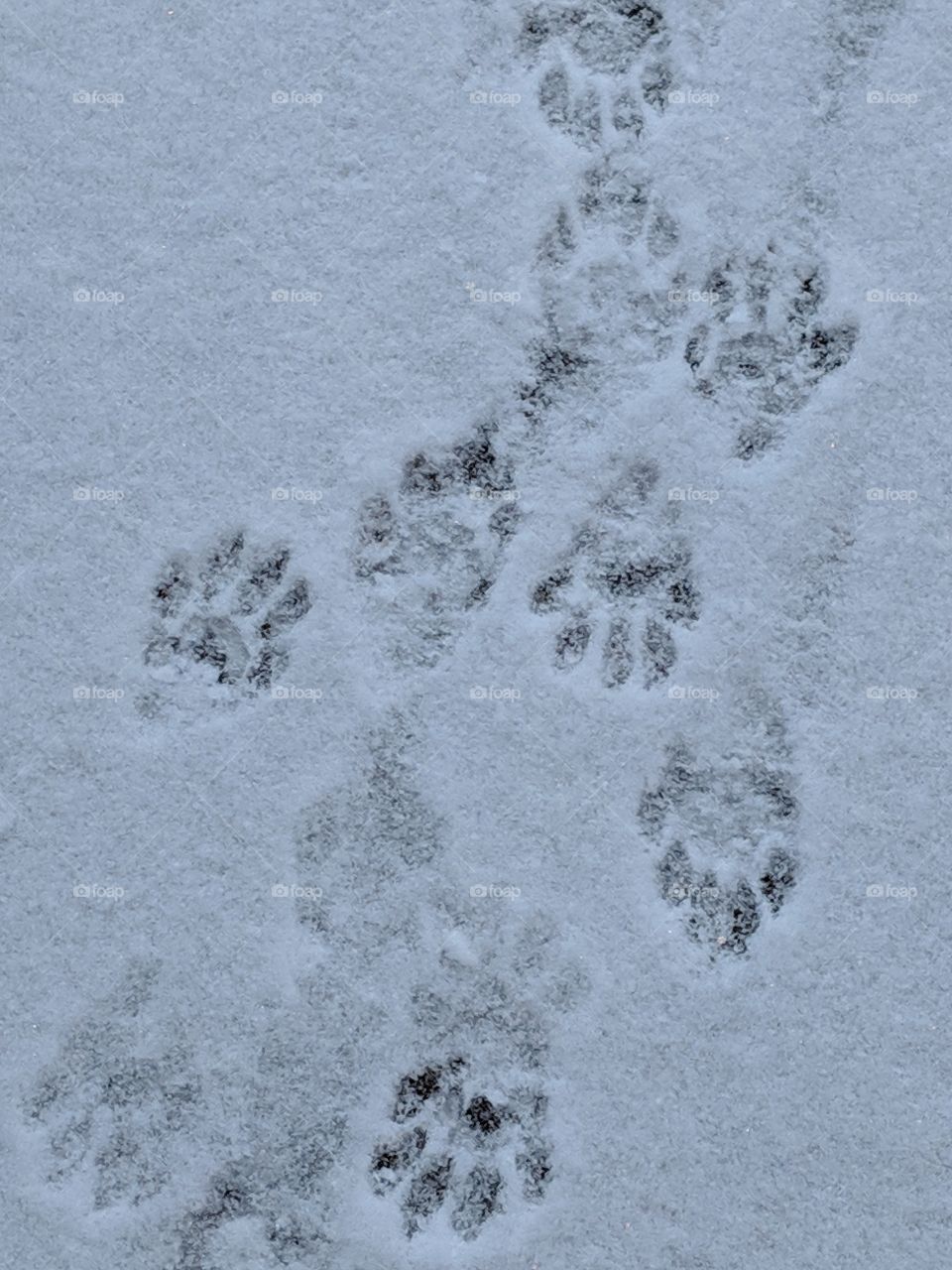 raccoon footprints in the snow